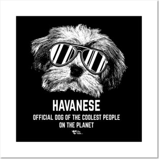 Havanese official dog of the coolest pup lovers Posters and Art